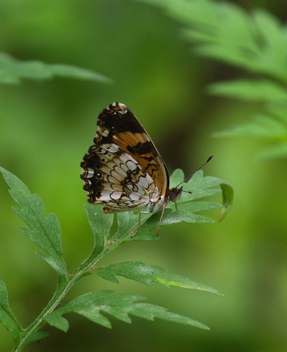 Silvery Checkerspot